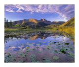Lily Pads And Reflection Of Snowdon Peak In Pond, West Needle Mountains, Colorado-Paper Art-18,,X15.44,,