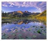 Lily Pads And Reflection Of Snowdon Peak In Pond, West Needle Mountains, Colorado-Paper Art-32,,X27.2,,