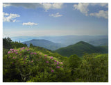 Rhododendron Tree Flowering At Craggy Gardens, Blue Ridge Parkway, North Carolina-Paper Art-42,,X32,,