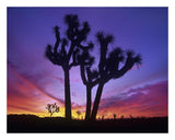 Joshua Trees At Sunrise Near Quail Springs, Joshua Tree National Park, California-Paper Art-26,,X20,,