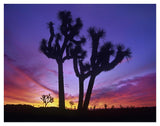 Joshua Trees At Sunrise Near Quail Springs, Joshua Tree National Park, California-Paper Art-42,,X32,,
