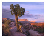 Single-Leaf Pinyon Pine At Toroweap Overlook, Grand Canyon National Park, Arizona-Paper Art-22,,X18,,