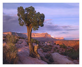 Single-Leaf Pinyon Pine At Toroweap Overlook, Grand Canyon National Park, Arizona-Paper Art-30,,X24,,