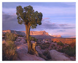 Single-Leaf Pinyon Pine At Toroweap Overlook, Grand Canyon National Park, Arizona-Paper Art-37,,X30,,