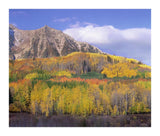 Quaking Aspen Forest In Autumn, Marcellina Mountain, Raggeds Wilderness, Colorado-Paper Art-18,,X15.28,,