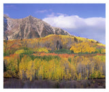 Quaking Aspen Forest In Autumn, Marcellina Mountain, Raggeds Wilderness, Colorado-Paper Art-32,,X26.9,,