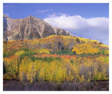 Quaking Aspen Forest In Autumn, Marcellina Mountain, Raggeds Wilderness, Colorado-Paper Art-38,,X31.88,,