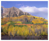 Quaking Aspen Forest In Autumn, Marcellina Mountain, Raggeds Wilderness, Colorado-Paper Art-46,,X38.52,,