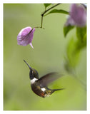 Purple-Throated Woodstar Hummingbird Hovering Near Bougainveillea Flower, Ecuador-Paper Art-14,,X18,,