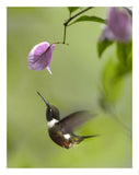 Purple-Throated Woodstar Hummingbird Hovering Near Bougainveillea Flower, Ecuador-Paper Art-20,,X26,,