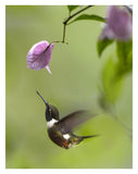 Purple-Throated Woodstar Hummingbird Hovering Near Bougainveillea Flower, Ecuador-Paper Art-26,,X34,,