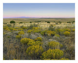 Broomweed Growing Among Prairie Grasses, Apishapa State Wildlife Refuge, Colorado-Paper Art-26,,X22,,