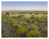 Broomweed Growing Among Prairie Grasses, Apishapa State Wildlife Refuge, Colorado-Paper Art-37,,X30,,
