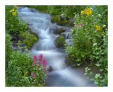 Orange Sneezeweed And Indian Paintbrush Beside Stream, Yankee Boy Basin, Colorado-Paper Art-22,,X18,,