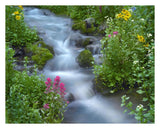 Orange Sneezeweed And Indian Paintbrush Beside Stream, Yankee Boy Basin, Colorado-Paper Art-30,,X24,,