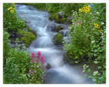 Orange Sneezeweed And Indian Paintbrush Beside Stream, Yankee Boy Basin, Colorado-Paper Art-37,,X30,,