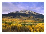 East Beckwith Mountain And Trees In Fall Color, Gunnison National Forest, Colorado-Paper Art-26,,X20,,
