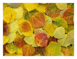Fallen Autumn Colored Aspen Leaves On The Ground Covered In Dew Droplets, Colorado-Paper Art-26,,X20,,