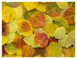 Fallen Autumn Colored Aspen Leaves On The Ground Covered In Dew Droplets, Colorado-Paper Art-42,,X32,,