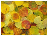 Fallen Autumn Colored Aspen Leaves On The Ground Covered In Dew Droplets, Colorado-Paper Art-50,,X38,,