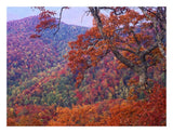 Blue Ridge Range With Autumn Deciduous Forest, Near Buck Creek Gap, North Carolina-Paper Art-26,,X20,,