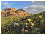 Opuntia Cactus And Other Desert Vegetation, Kofa National Wildlife Refuge, Arizona-Paper Art-42,,X32,,