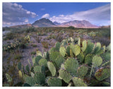 Opuntia Cactus, Chisos Mountains, Big Bend National Park, Chihuahuan Desert, Texas-Paper Art-50,,X38,,