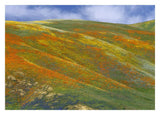California Poppy Covered Hillside, Spring, Tehachapi Hills Near Gorman, California-Paper Art-32,,X23,,