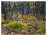 Beaver Pond Amid Boreal Forest, Tombstone Territorial Park, Yukon Territory, Canada-Paper Art-18,,X14,,