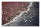 Lesser Flamingo Group Flock Flying Over Soda Flats At The Edge Of Lake Magadi, Kenya-Paper Art-26,,X18,,