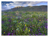 Wildflowers Carpeting The Ground Beneath Coyote Peak, Anza-Borrego Desert, California-Paper Art-18,,X14,,