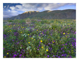 Wildflowers Carpeting The Ground Beneath Coyote Peak, Anza-Borrego Desert, California-Paper Art-26,,X20,,