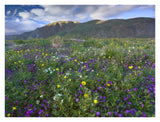 Wildflowers Carpeting The Ground Beneath Coyote Peak, Anza-Borrego Desert, California-Paper Art-34,,X26,,
