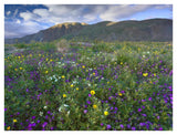 Wildflowers Carpeting The Ground Beneath Coyote Peak, Anza-Borrego Desert, California-Paper Art-42,,X32,,