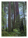 Old Growth Forest Of Coast Redwood Stand Del Norte Coast Redwoods State Park, California-Paper Art-20,,X26,,