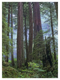 Old Growth Forest Of Coast Redwood Stand Del Norte Coast Redwoods State Park, California-Paper Art-32,,X42,,