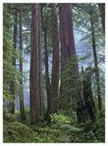Old Growth Forest Of Coast Redwood Stand Del Norte Coast Redwoods State Park, California-Paper Art-38,,X50,,