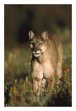 Mountain Lion Or Cougar Walking Through A Field Of Red Paintbrush Flowers, North America-Paper Art-18,,X26,,