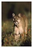 Mountain Lion Or Cougar Walking Through A Field Of Red Paintbrush Flowers, North America-Paper Art-22,,X32,,