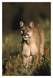 Mountain Lion Or Cougar Walking Through A Field Of Red Paintbrush Flowers, North America-Paper Art-26,,X38,,