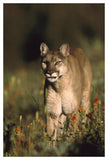 Mountain Lion Or Cougar Walking Through A Field Of Red Paintbrush Flowers, North America-Paper Art-34,,X50,,