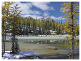 Boreal Forest In Light Snow, Opabin Plateau, Yoho National Park, British Columbia, Canada-Paper Art-50,,X38,,