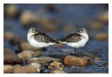 Western Sandpipers Pair Standing Back To Back With Beaks Tucked Under Wings, North America-Paper Art-32,,X22,,