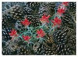 Indian Paintbrush Surrounded By Pine Cones, South Rim, Grand Canyon National Park, Arizona-Paper Art-42,,X32,,