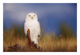 Snowy Owl Adult Perching On A Low Stump In A Field Of Green Grass, British Columbia, Canada-Paper Art-26,,X18,,