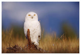 Snowy Owl Adult Perching On A Low Stump In A Field Of Green Grass, British Columbia, Canada-Paper Art-50,,X34,,