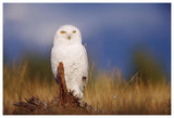 Snowy Owl Adult Perching On A Low Stump In A Field Of Green Grass, British Columbia, Canada-Paper Art-62,,X42,,