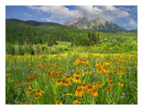 Orange Sneezeweed Blooming In Meadow With East Beckwith Mountain In The Background, Colorado-Paper Art-26,,X20,,