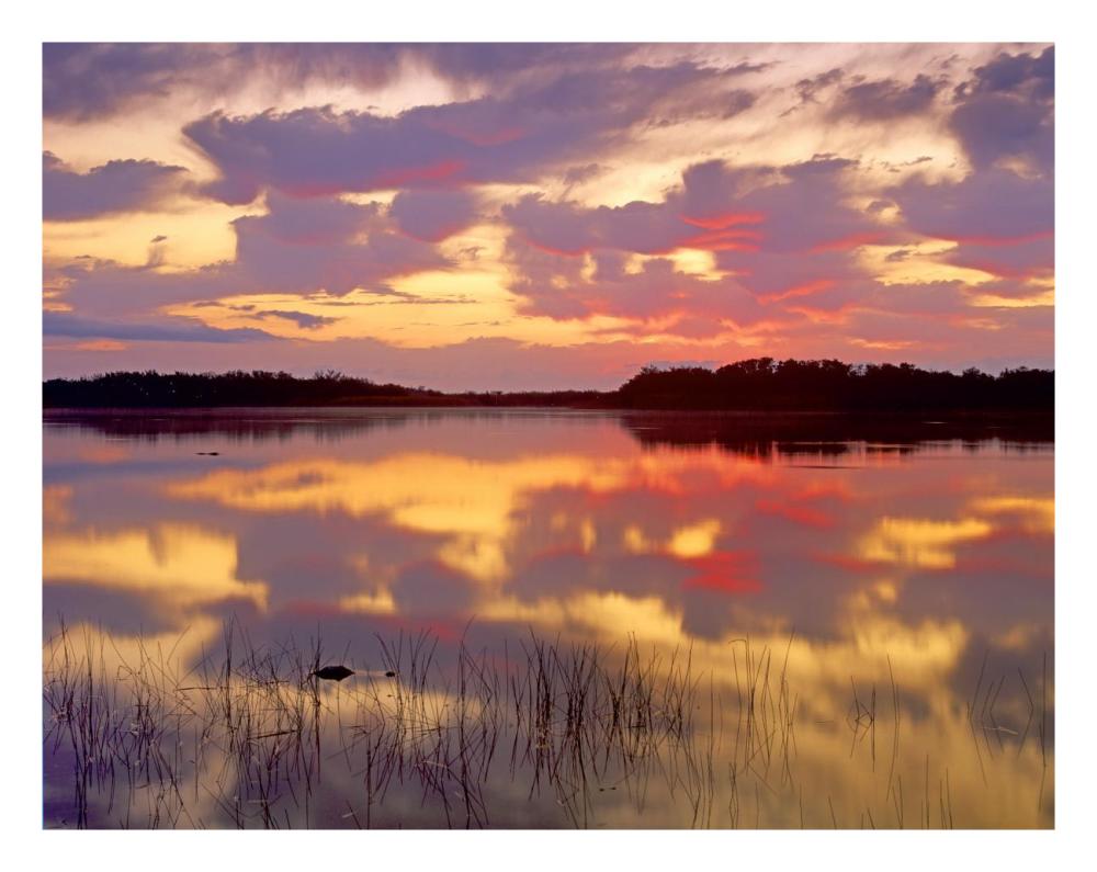 American Alligator Surfacing In Nine Mile Pond At Sunrise, Everglades National Park, Florida-Paper Art-26,,X20,,