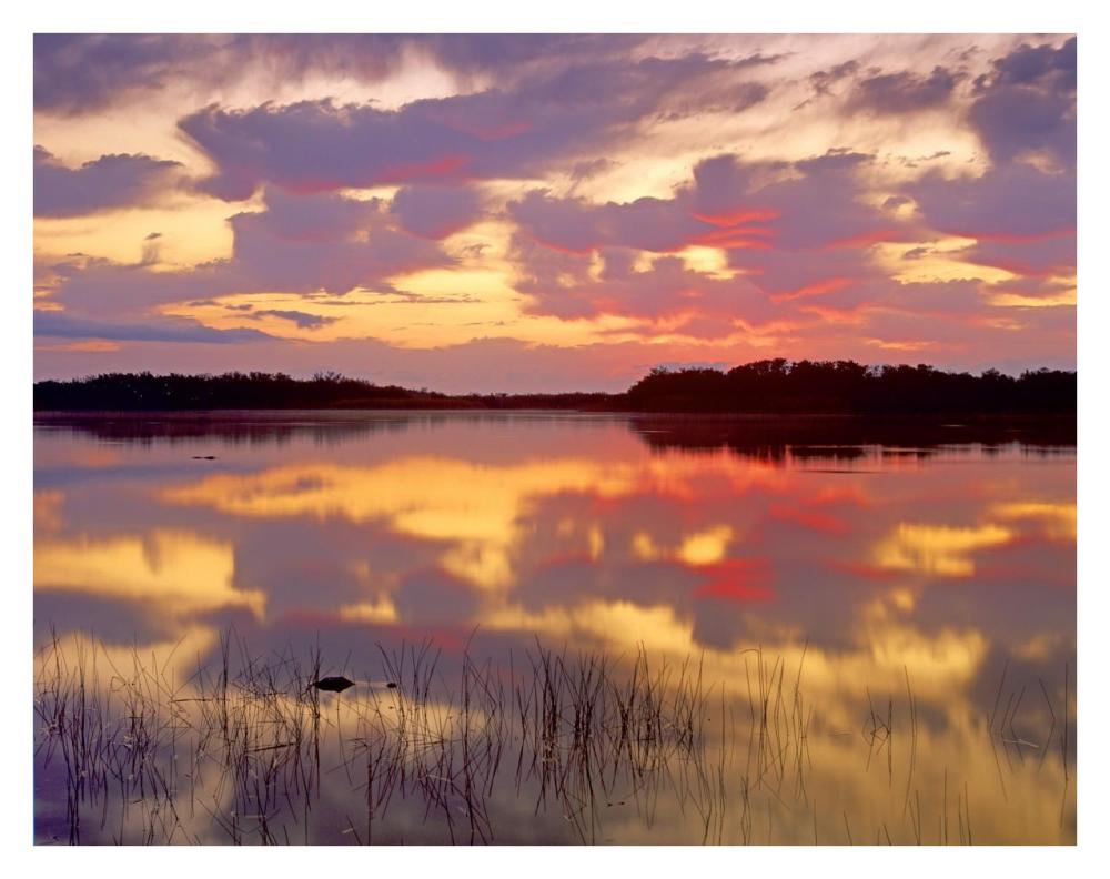 American Alligator Surfacing In Nine Mile Pond At Sunrise, Everglades National Park, Florida-Paper Art-34,,X26,,